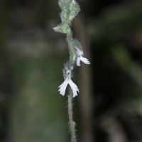 Zeuxine longilabris (Lindl.) Trimen